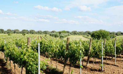 Visita di una Cantina in Salento con degustazione di vini e light lunch