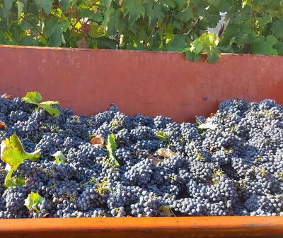 Tour dei vini Primitivo e Negroamaro: visita a 2 cantine e pranzo tipico