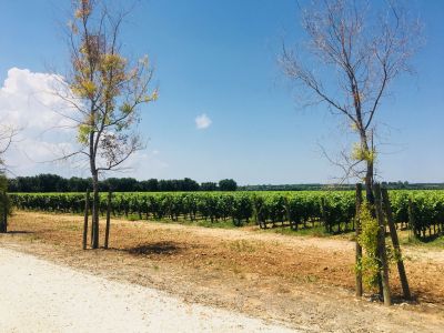 Visit to a Winery in Salento with Wine tasting and light lunch