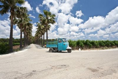 Visit to a Winery in Salento with Wine tasting and light lunch